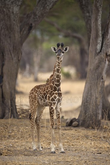 Giraffe