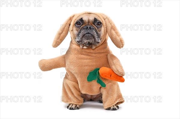 Funny French Bulldog dog dressed up as Easter bunny wearing a full body rabbit costume with fake arms holding a plush carrot, studio shot isolated on white background