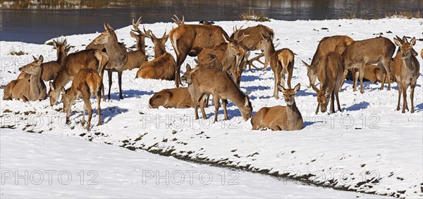 Red deer