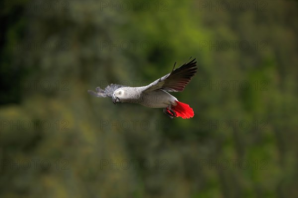 Grey parrot