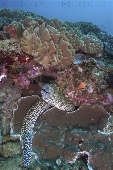 Laced moray