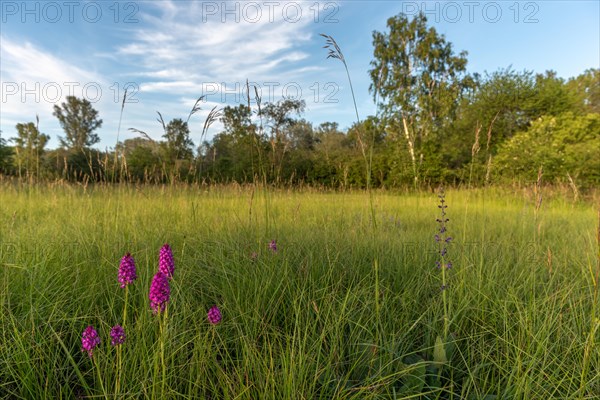 Pyramidal orchid in a meadow in spring. Alsace, France, Europe