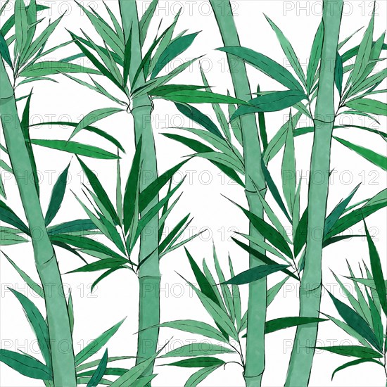 Watercolor style drawing of a bamboo forest over white