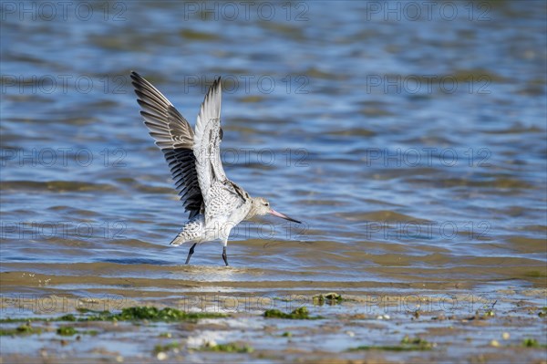 Bar-tailed Godwit