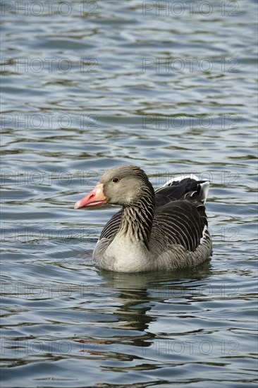 Greylag goose