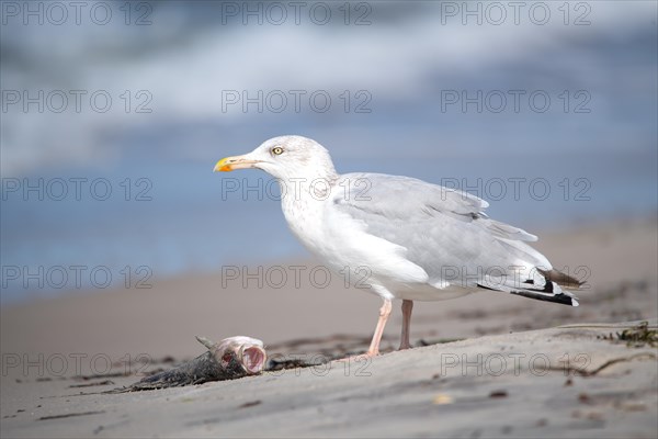 European herring gull