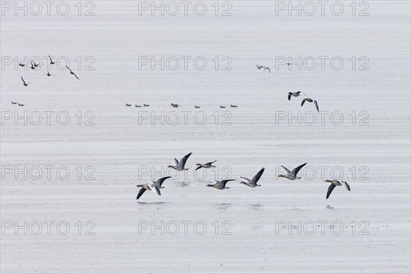 Greylag Goose