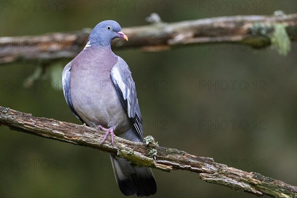 Common wood pigeon