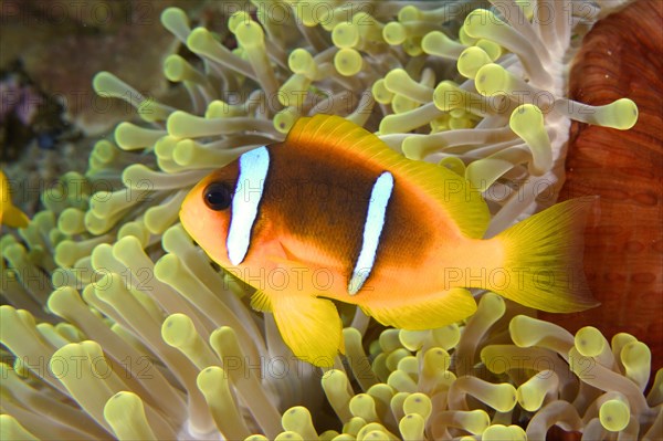 A red sea clownfish