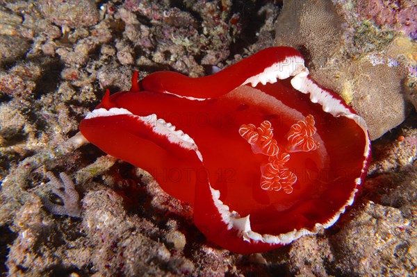 Spanish dancer