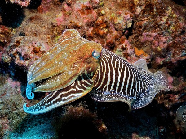 Common cuttlefish