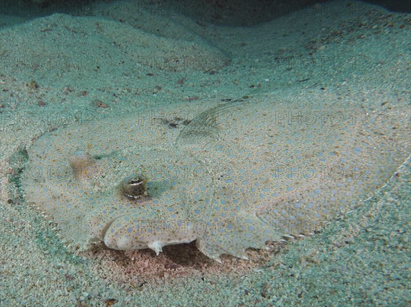 Portrait of peacock flounder