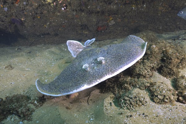 Portrait of Variable gulf torpedo