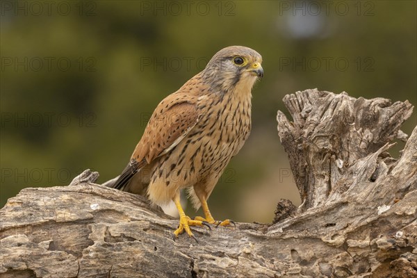 Common kestrel