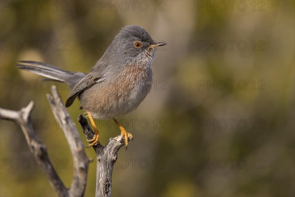 Dartford warbler