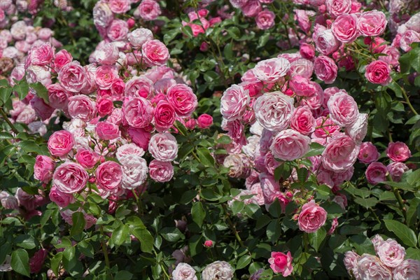 Blooming beautiful bunch of roses in spring garden