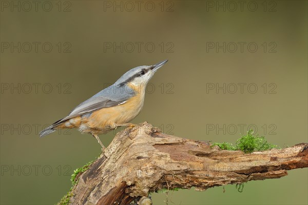 Eurasian nuthatch