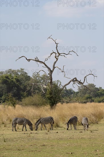 Plains Zebra of the subspecies crawshay's zebra