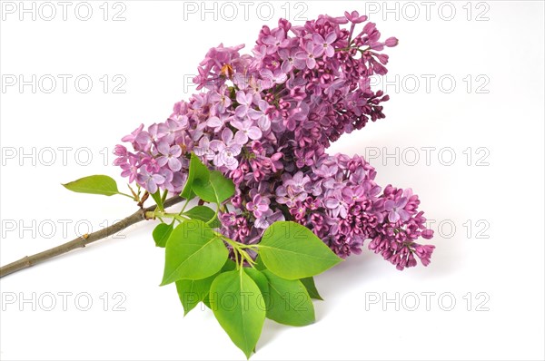 Lilac blossoms