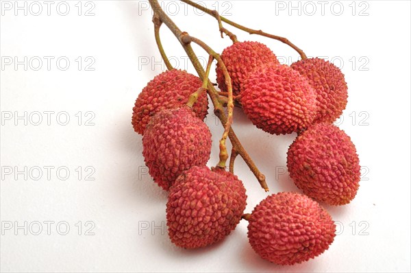 Branch of lychees