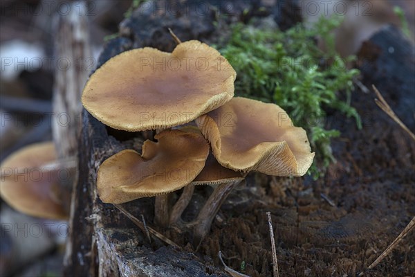 Tree fungi