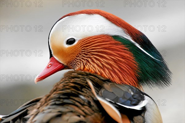 Mandarin Duck