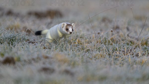 Stoat