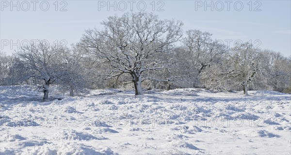 English oaks