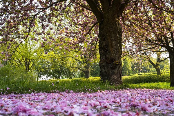 Landscape in spring, pink blossoming cherry trees, petals lying on the path. Plankstadt, Baden-Wuerttemberg, Germany, Europe
