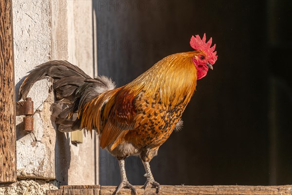 Rooster in a sunny farm in spring. Alsace, France, Europe