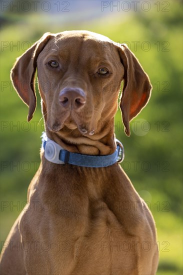 Roevidszoru Magyar Vizsla, portrait in sunlight, Solothurn, Switzerland, Europe