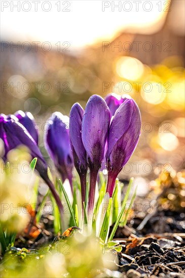 Crocus in the sunlight, Black Forest, Gechingen, Germany, Europe