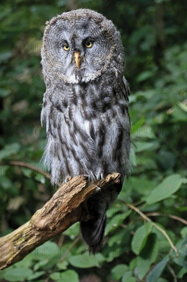 Great Grey Owl