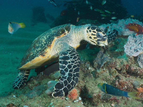 A Pacific hawksbill turtle