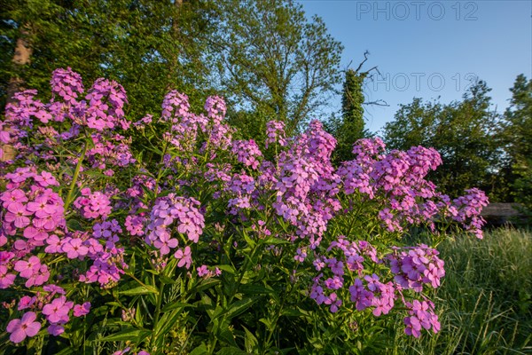 Purple flowers bloom in the French countryside in spring. Alsace, France, Europe