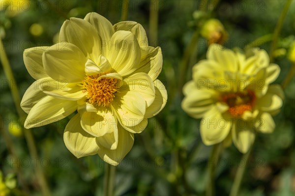 Dahlia flowers growing in a French garden park. Selestat, Alsace, France, Europe