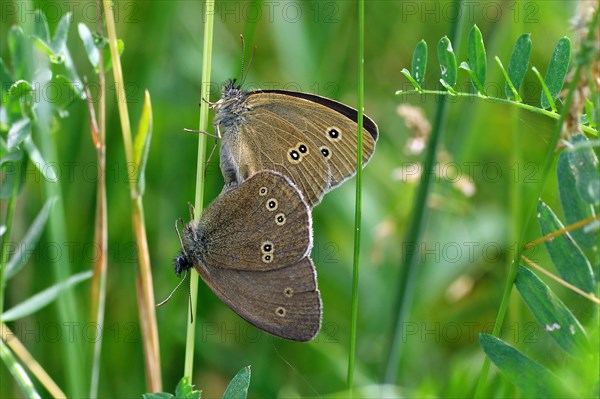 Ringlet