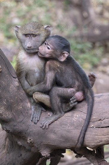 Olive baboon