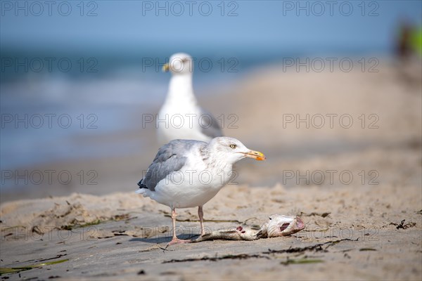 European herring gull