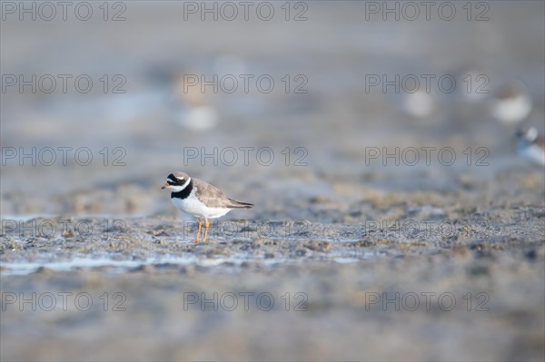 Ringed Plover