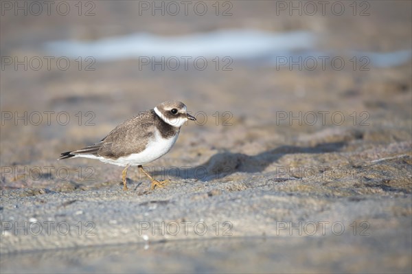 Ringed Plover