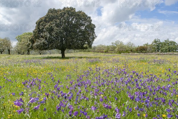 Holm oak