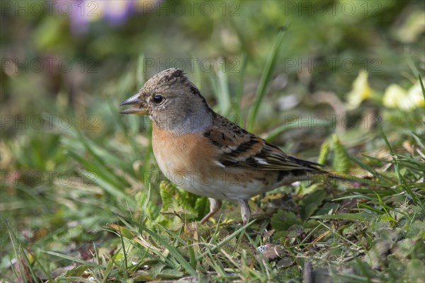 Brambling