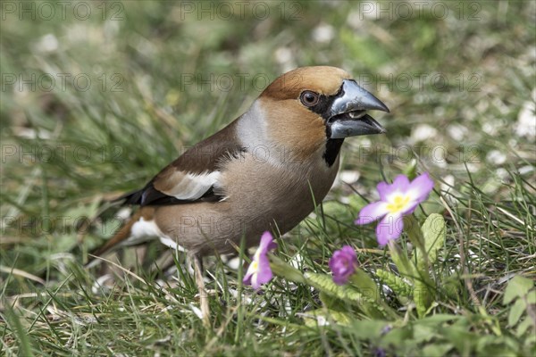 Hawfinch