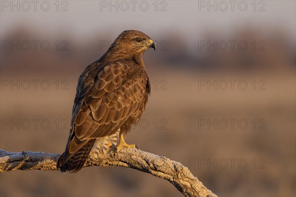 Steppe buzzard