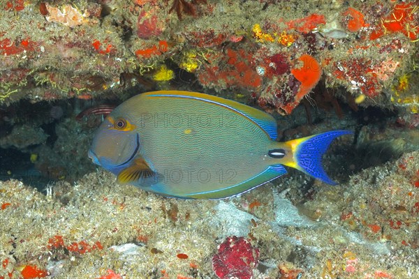 Eyestripe surgeonfish