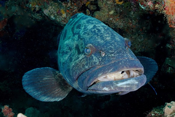 Portrait of potato grouper