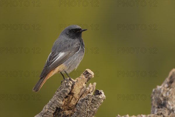 Black Redstart