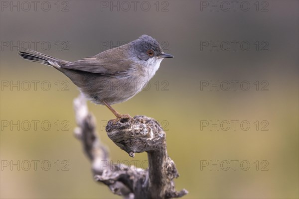 Sardinian warbler