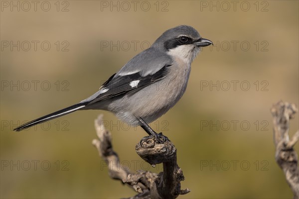 Southern grey shrike